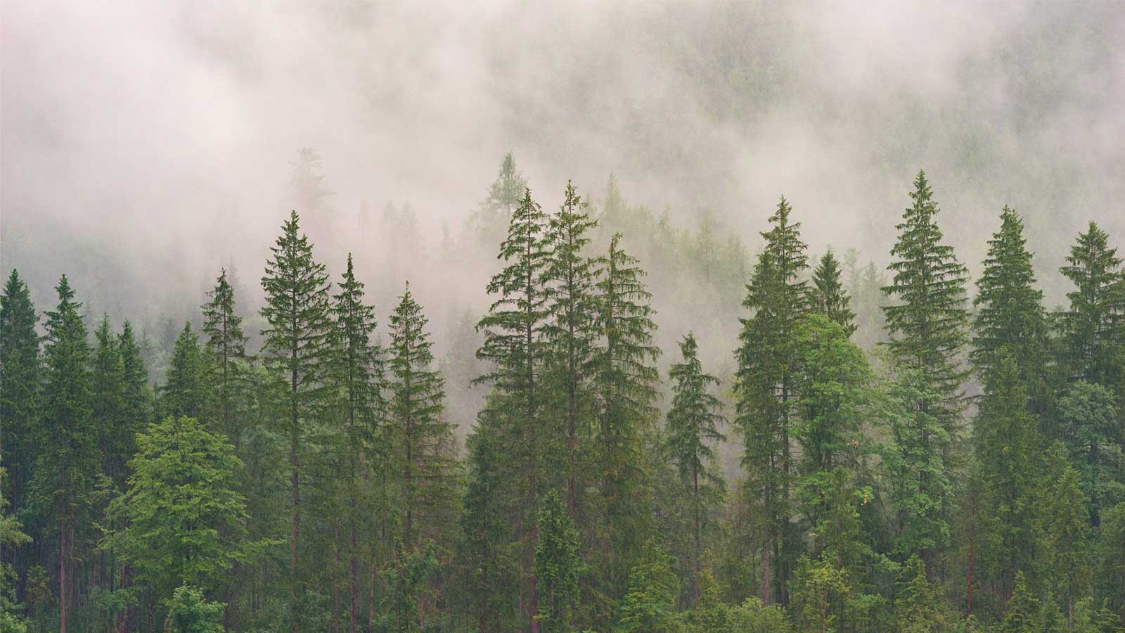 和紙と森林環境の循環